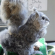 Illustration for article titled Rocky the Robo-Squirrel Scares the Hell Out of Timid Woodland Creatures